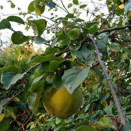 Tricolore Normandie * Menil-Vin