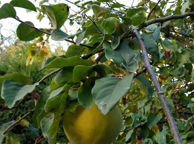 Tricolore Normandie * Menil-Vin